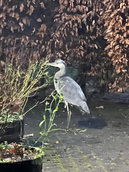 Harry the Heron in Pitlochry.