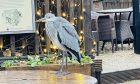 Harry the heron enjoying the January weather in the beer garden of the Old Mill Inn, Pitlochry.