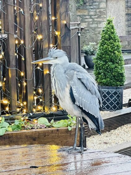 Harry the Heron at the Old Mill Inn, Pitlochry. 