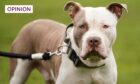 Owners of XL Bullies are flocking to Scotland ahead of a ban on the breed across England and Wales. Image: DC Thomson/Shutterstock.