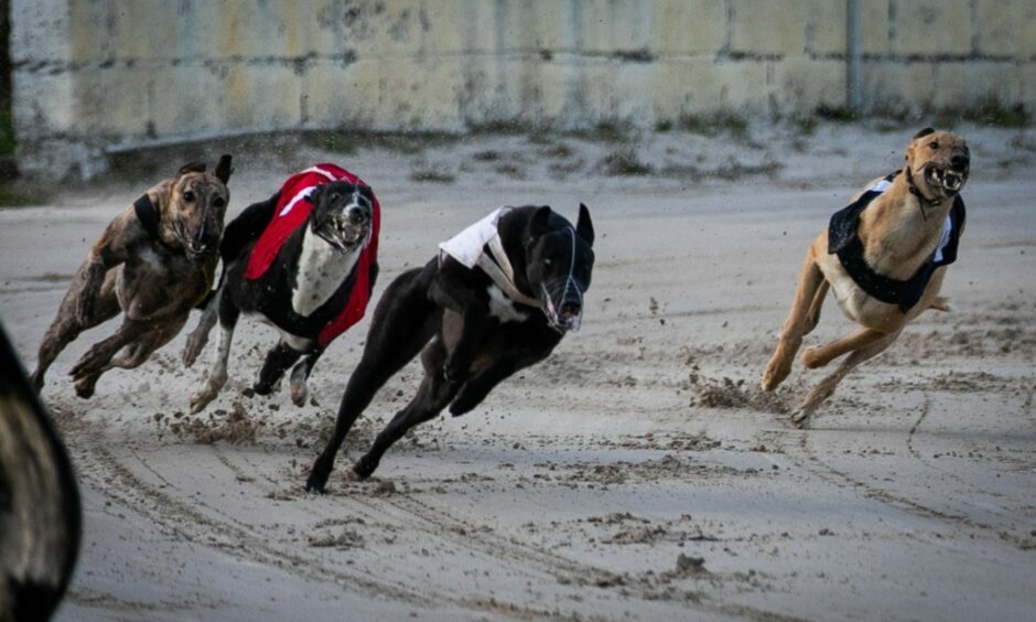 Dogs racing at Thornton Stadium.