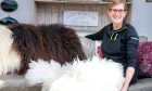 Trich O'Meara with some of her finished sheep fleece rugs