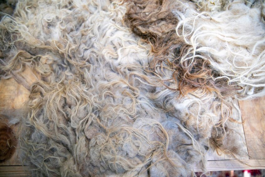 How the sheep fleece looks before Trish transforms them