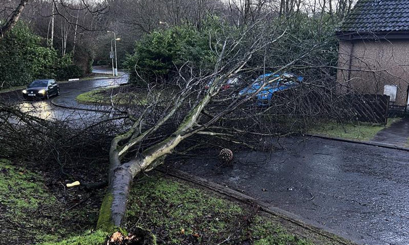 A fallen tree on Granton Court in Glenrothes during Storm Isha. Image: Steve Brown/DC Thomson
