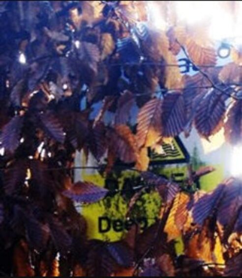 'Danger deep water' sign hidden by leaves