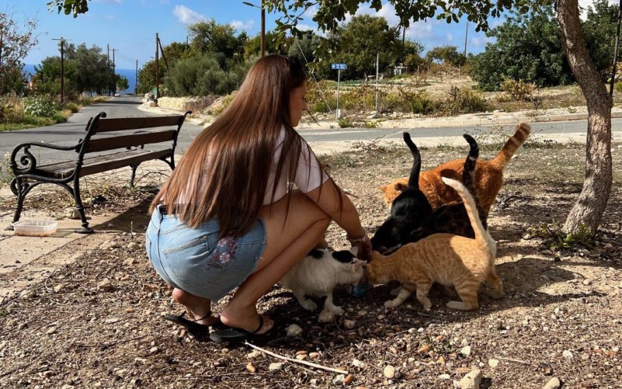 Devon feeding stray cats in Cyprus.