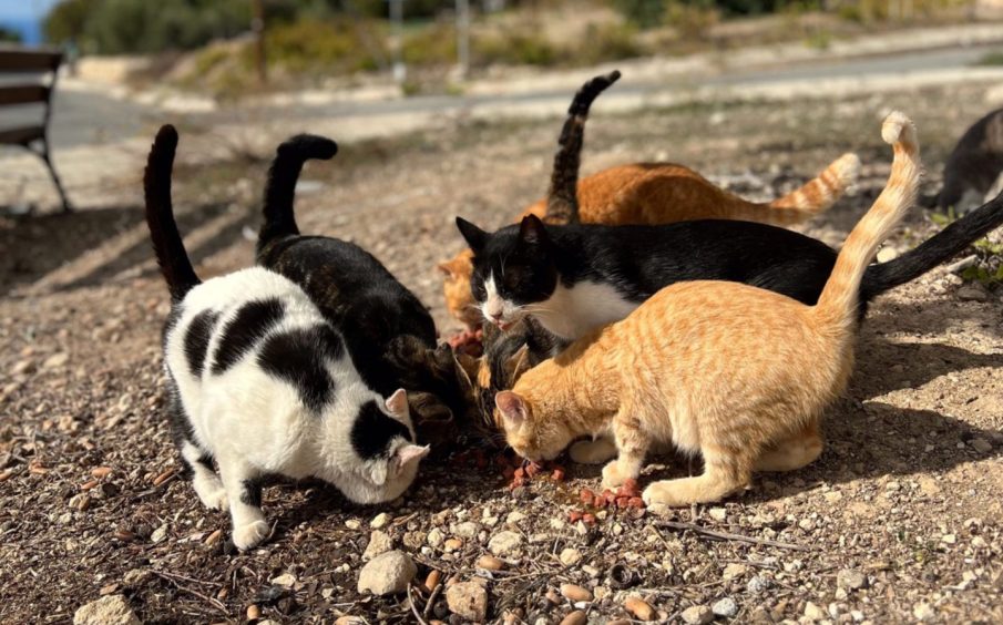 Stray cats in Cyprus.