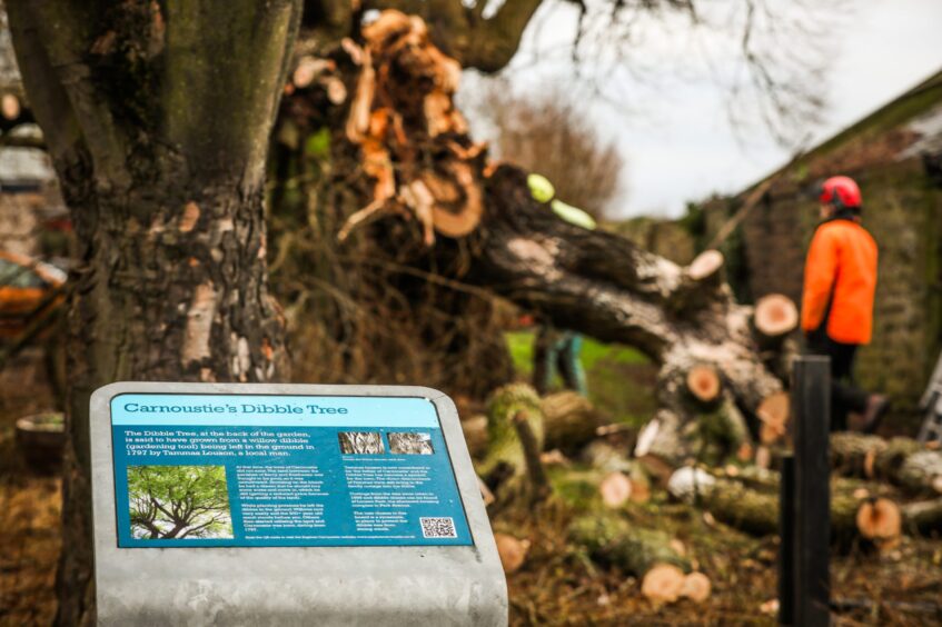 Carnoustie Dibble Tree information board