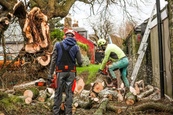 Tree surgeons at work on the Dibble Tree in Carnoustie. Image: Mhairi Edwards/DC Thomson