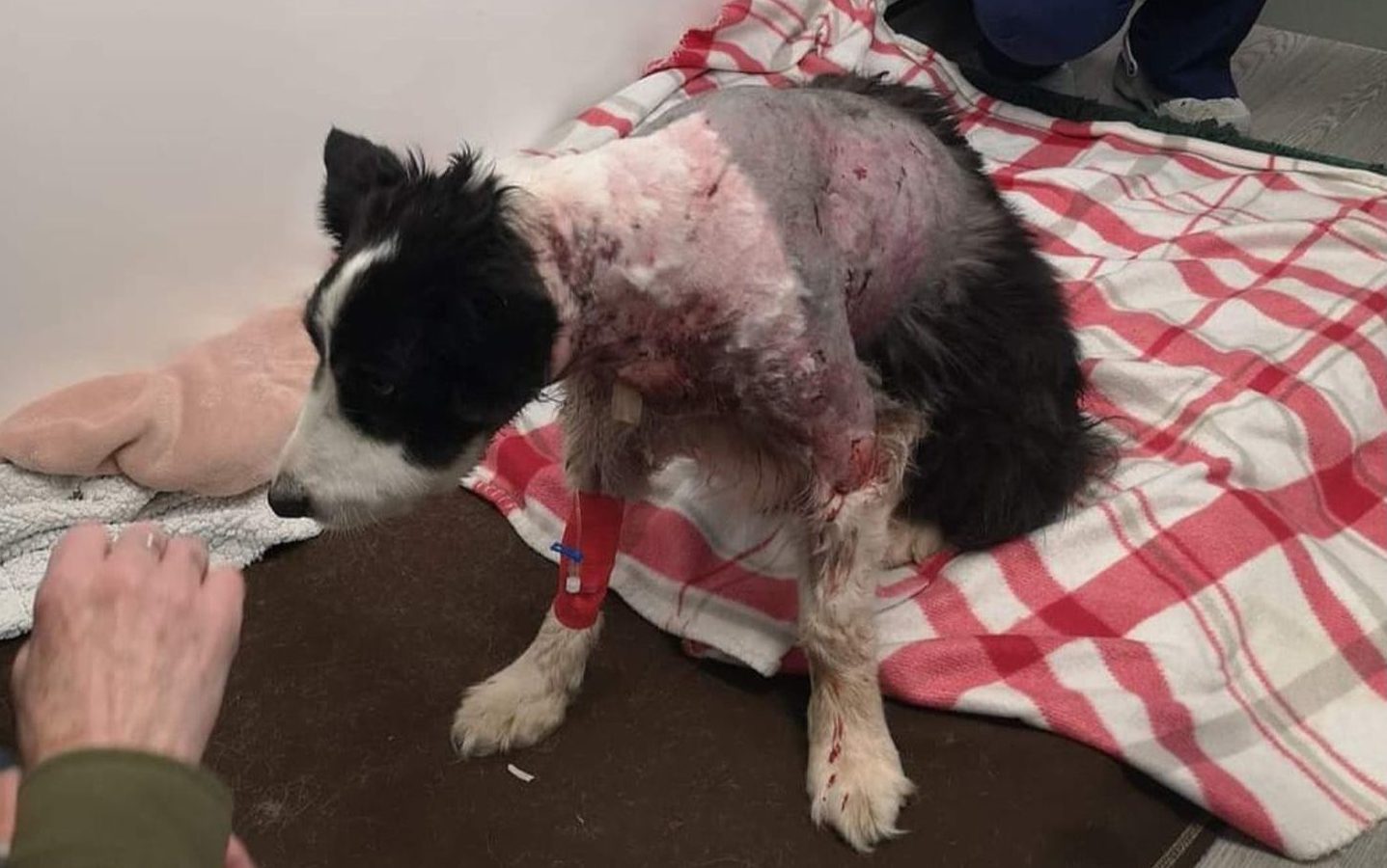 Missy, who died of her injuries following the Fife dog attack, is pictured with shaved fur and visible wounds