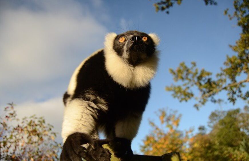 Black and white lemur at Blair Drummond Safari Park 