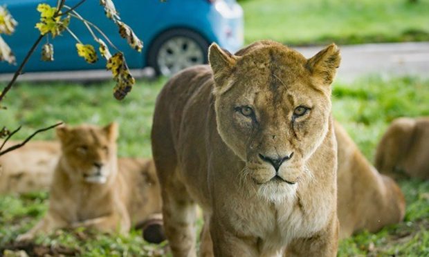 African lion at Blair Drummond as the safari park announced 2024 opening date