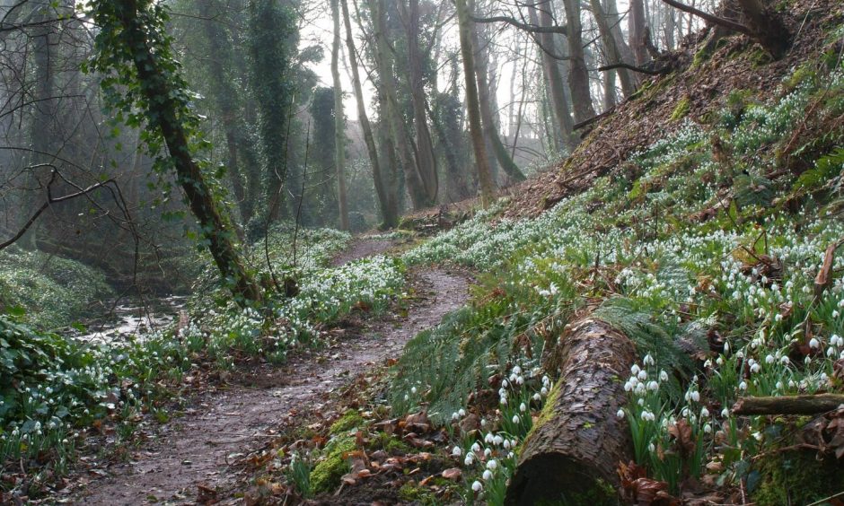 Woodland path surrounded by snowdrops at the estate. 