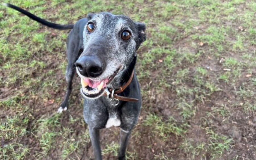 Scottish SPCA appeal to rehome greyhound Cassie 