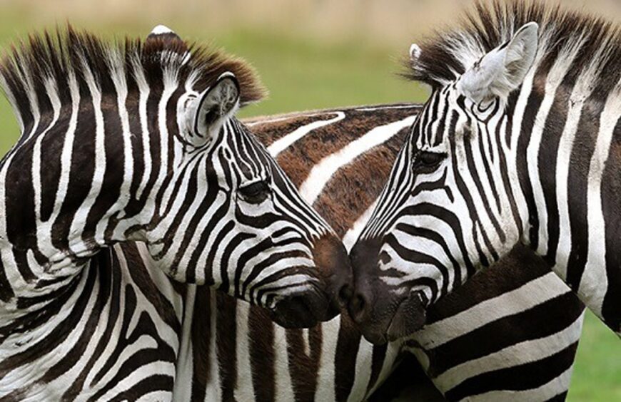 Grant's Zebra,