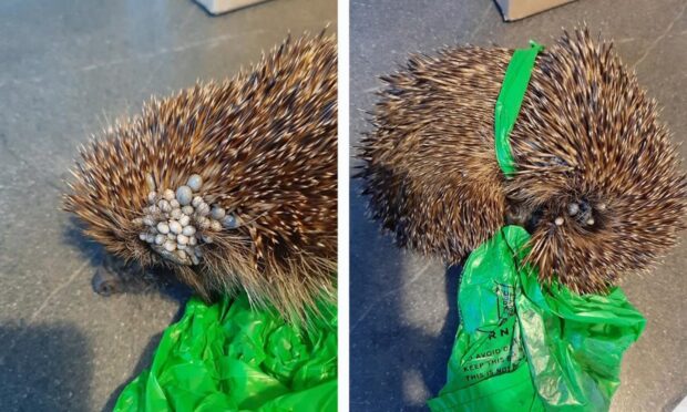 The hedgehog was tangled in a dog poo bag and covered in ticks.