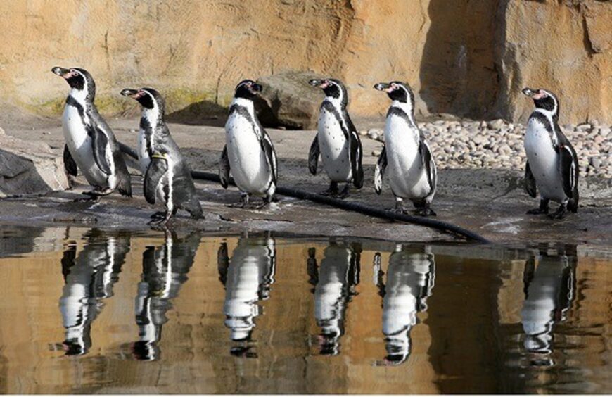 Humboldt Penguins at Blair Drummond