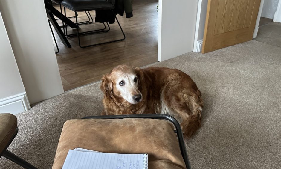 15-year old golden retriever Maisie enjoying a lie down. 