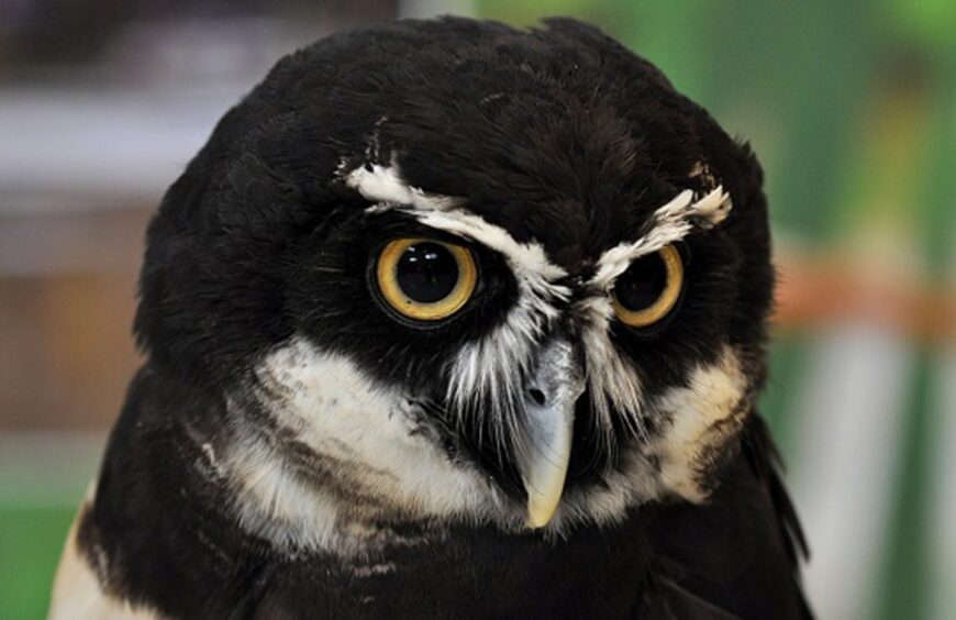 Spectacled Owl at Blair Drummond 
