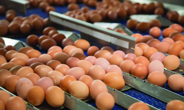 The Forfar sheds would have a capacity for 64,000 egg-laying hens. Image: Ian Hinchcliffe