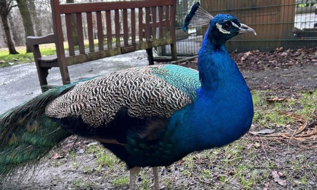 Peacock Hamish had been missing for three days. Image: Peacocks in Pitterncrieff Park/Facebook