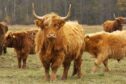 Highland cattle are said to have been harmed near Stirling. Image: Shutterstock.