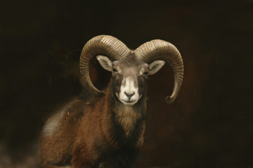 Mouflon (wild sheep).