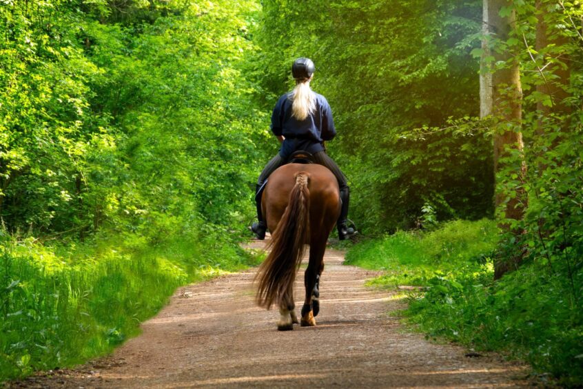 Woman on horse, riding through along a tree-lined path, from behind.