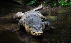 Crocodiles are kept in Angus. Image: Shutterstock