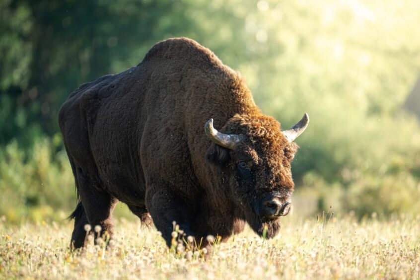 Wild bison are among the dangerous animals being kept as pets.