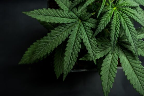 The cannabis farm was found in Oakley, Fife.