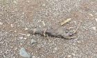 A dead rat found in the Beechwood area. Image: Supplied