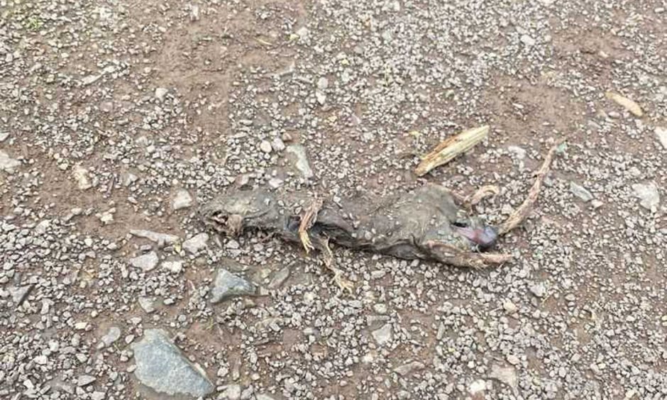 A dead rat found in the Beechwood area of Dundee.