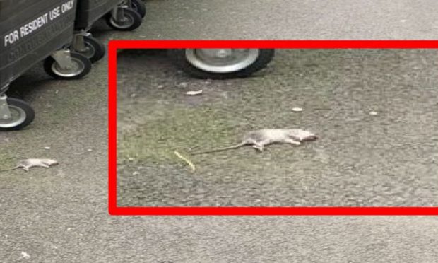 Rat on George Inn Lane, Perth.