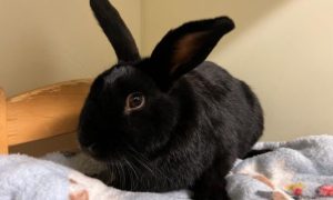 Rio the rabbit at the Tayside Angus and Fife Rescue Centre.