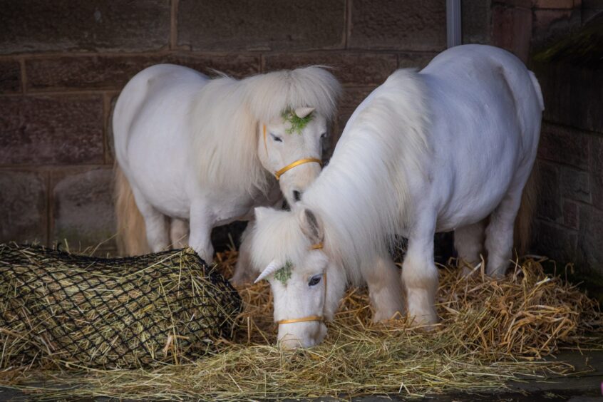 Two white Shetland ponies with unicorn horns on their heads