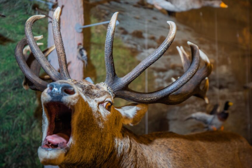 A taxidermy stag is displayed inside Perth Museum. 