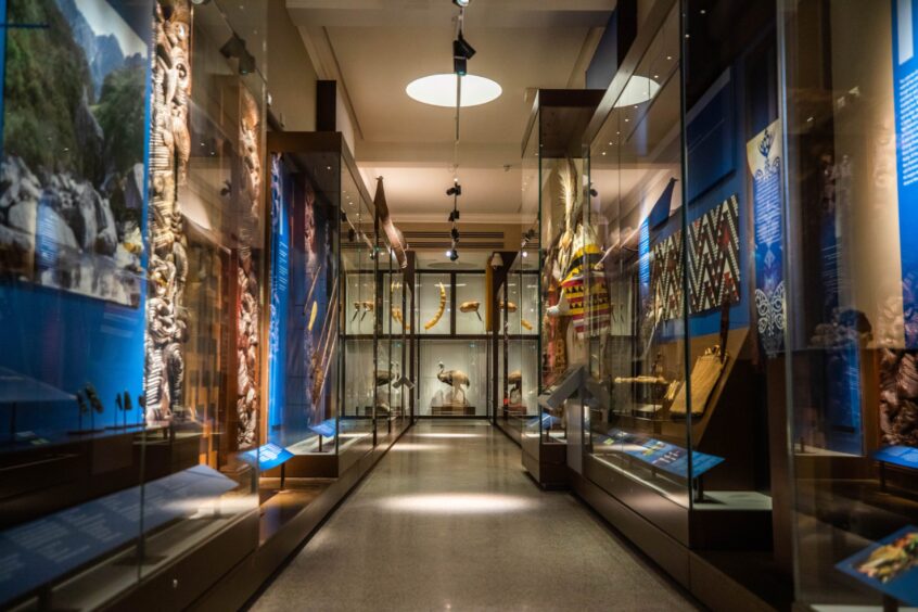 Display cases in new Perth Museum, containing stuffed birds and exotic costumes