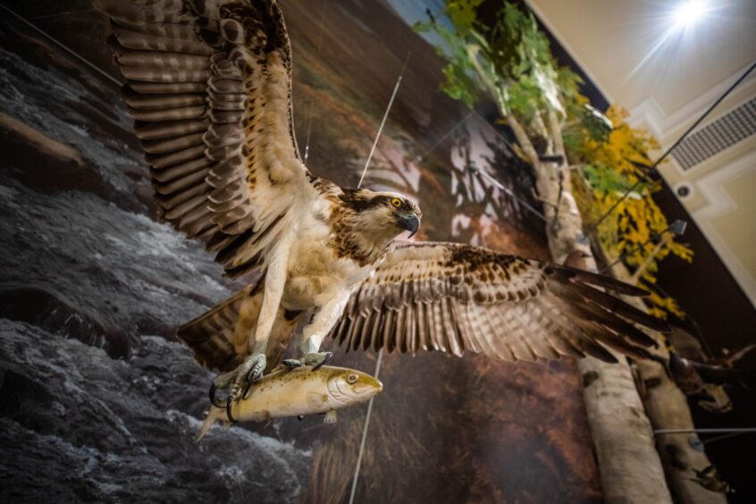 Stuffed osprey with fish in its talons at new Perth Museum