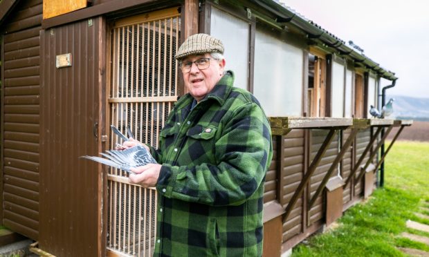 Gordon Bell, 68, with his pigeons at their loft in Kinross.