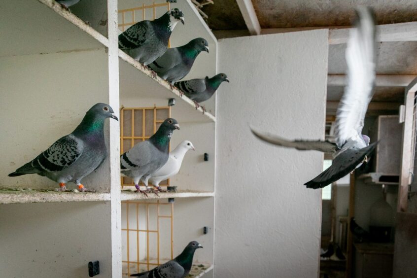 Kinross man Gordon owns 70 pigeons.