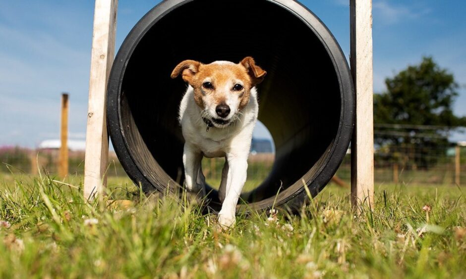 A dog enjoying one of the tunnels at St Andrews Dog Run.