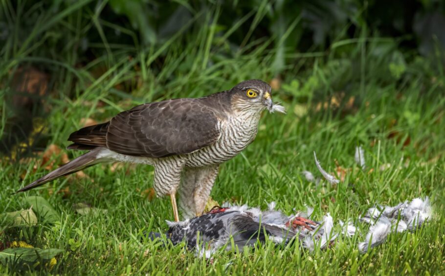 A sparrowhawk devouring a pigeon.
