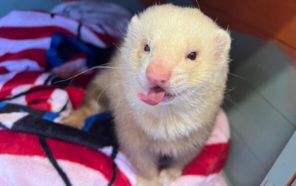 One of the two abandoned ferrets found dumped at a layby near Kirkcaldy.