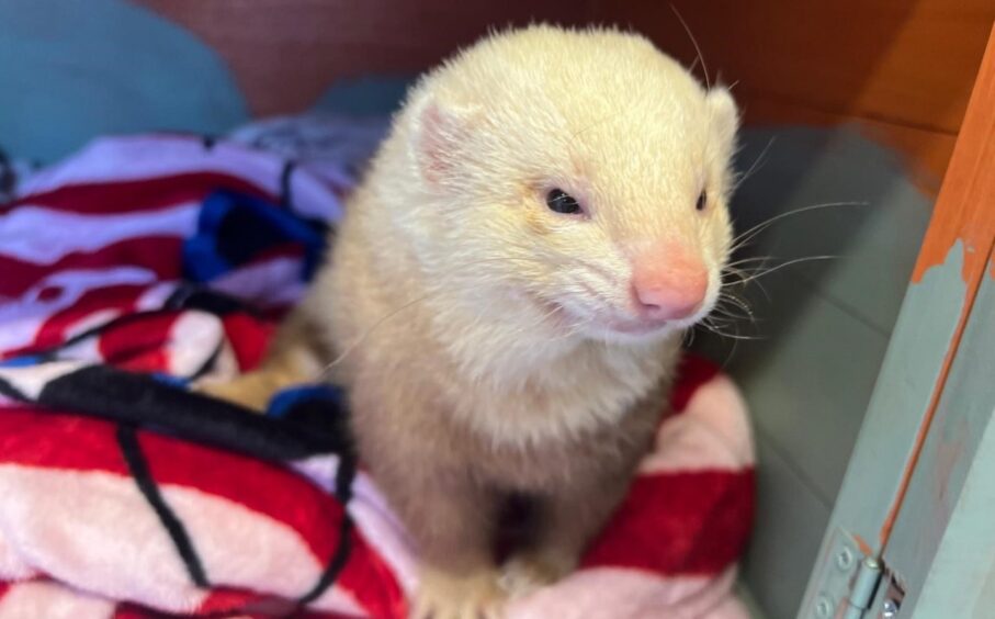 One of the ferrets had to be put to sleep due to poor health.
