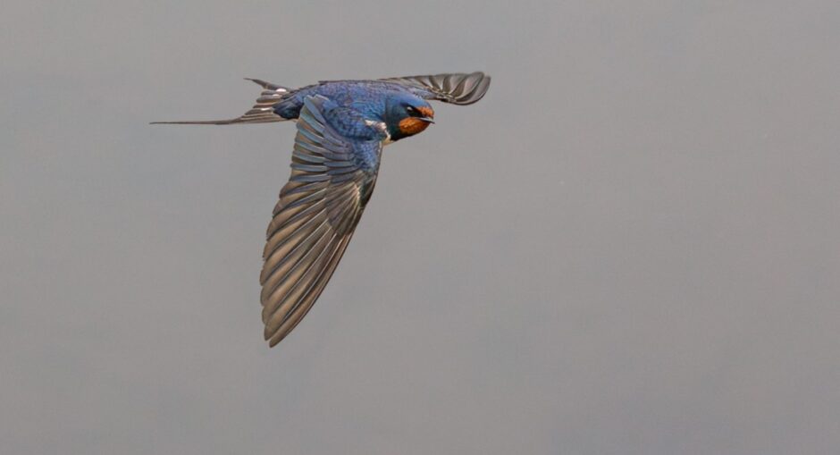 A flying swallow was one of the top shots in Brechin Photo Society's annual competition.