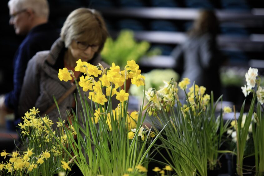 Lady looking at displays of yellow daffodils