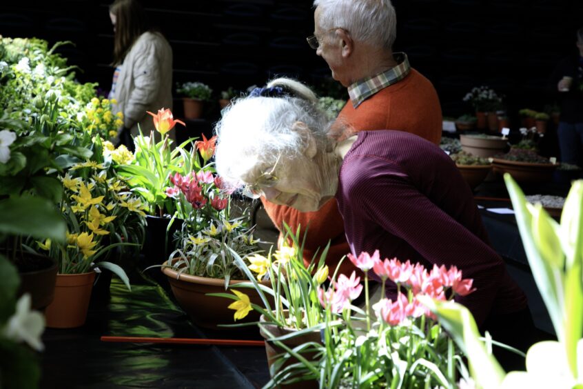 Lady looking closely at pot of flowers at Perth event