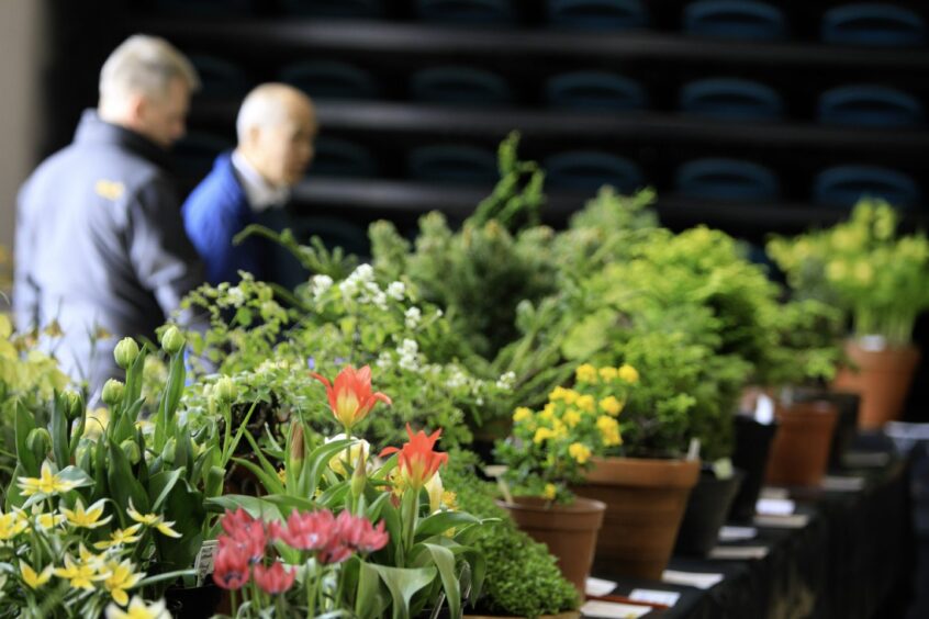 Two men, blurred, behind long table full of floral exhibits