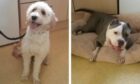 Dogs Buddy and Gracie are seeking new homes from Dundee council kennels
